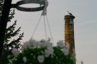 Der Jungstorch des Vorjahres