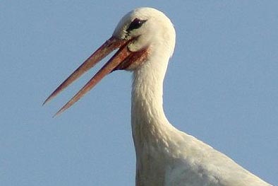Der Jungstorch des Vorjahres