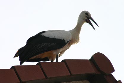 In knapp 2 Monaten ist der Kleine zu einem prächtigen Storch herangewachsen