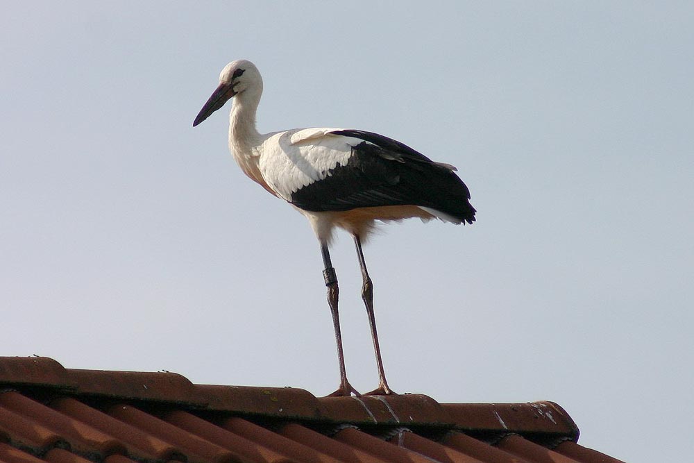 Der Groitzscher Jungstorch des Jahres 2009