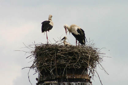 Ein seltenes Bild. Alle 3 Groitzscher Störche im Nest