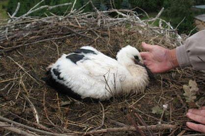 Ein Blick in das 16 Meter hohe Nest