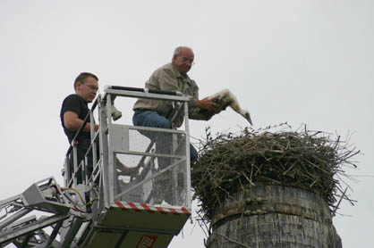 Silvio Zetzsche und Herbert Bauer holen den Jungstorch aus dem Nest.