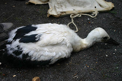 Instiktiv stellt sich der Storch tot