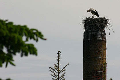 16 Meter hoch ist der Horst